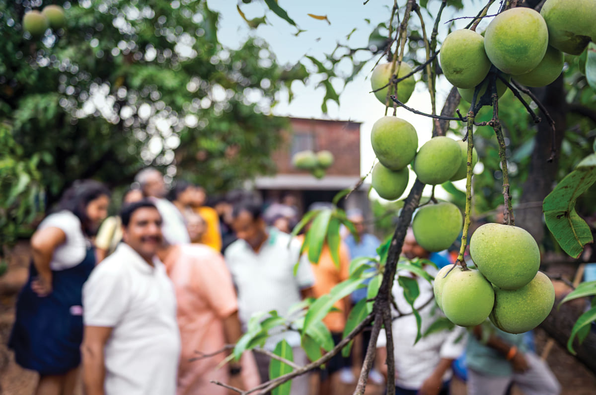 Renault Duster Mango Trails mango trees