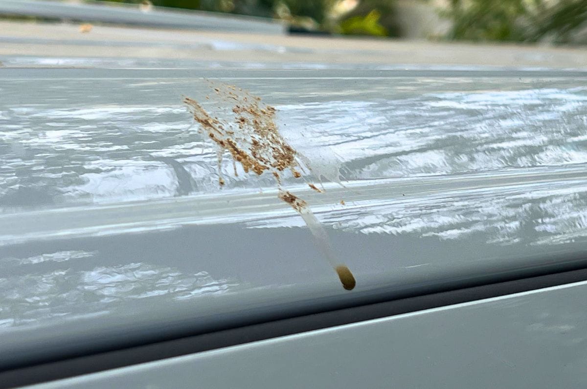 Car cleaning tips bird droppings