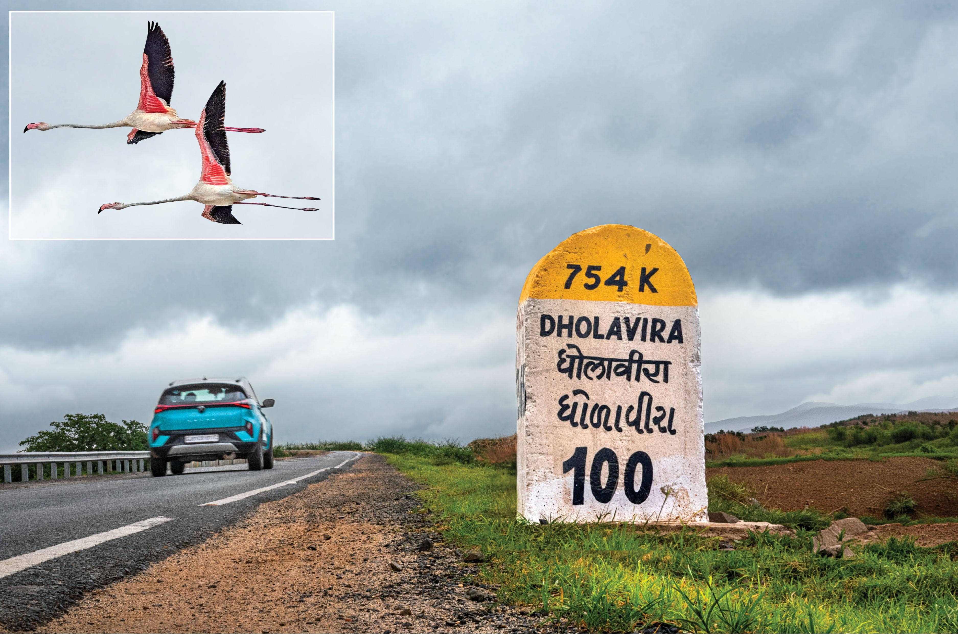 Tata Nexon iCNG on the way to Dholavira with flamingos